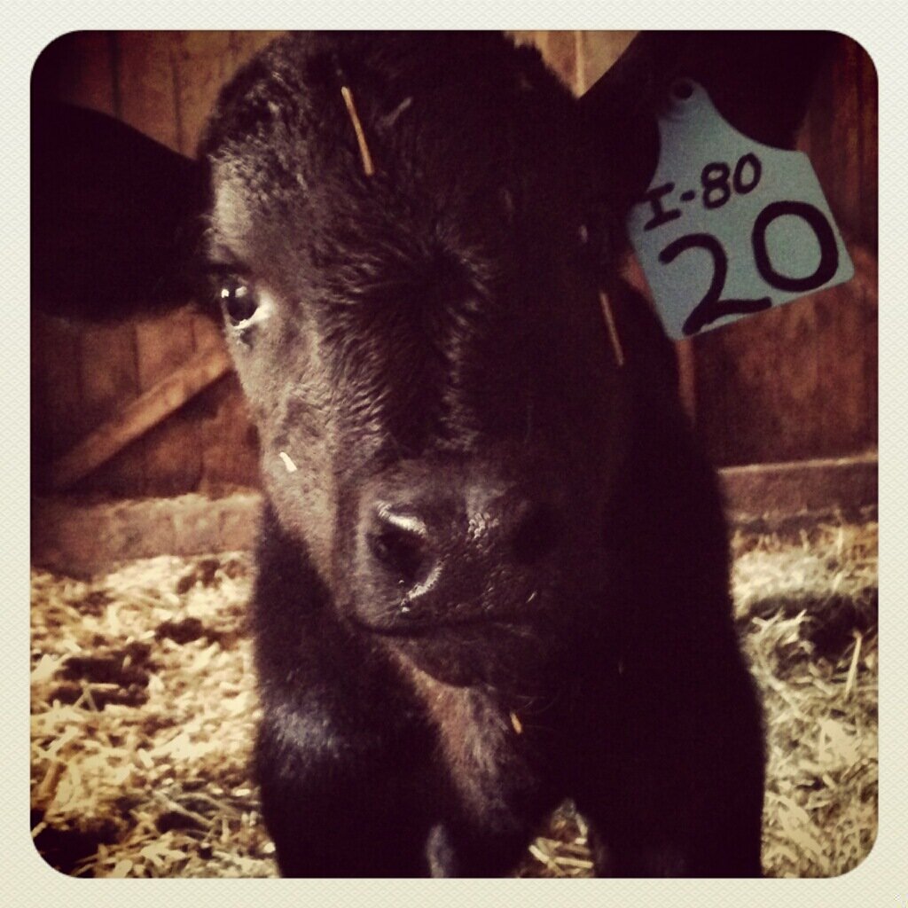 I love to show cattle and sheep at jackpot show all over the country kik lifeofa_showboy