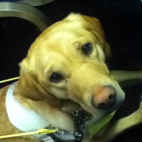 I am a yellow lab retriever guide dog. I love squeeking my toys exploring, I tweet about what I get up too ☺