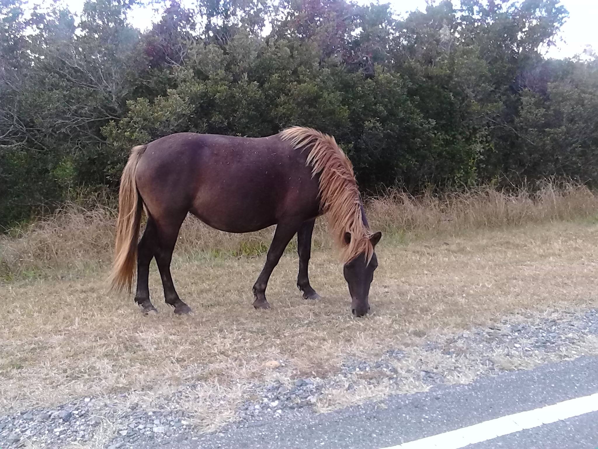 I love animals, and I care very much about our environment. I decided to start relocating pets in honor of my chocolate lab Buster.