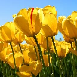 dennisse219's profile picture. licenciada en informática.