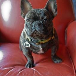 We are a small QUALITY breeder of outstanding French Bulldog puppies!  We also own/operate The Verde River Rock House Bed & Breakfast / Payson,AZ - Check us out