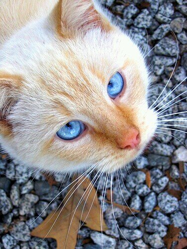 warrior and deputy of moonclan, she-cat, kind, black with white paws, dark blue eyes, crush:Eclipse