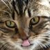 Spartapuss (@skykat8) Twitter profile photo Spartapuss (@skykat8) Twitter profile photo