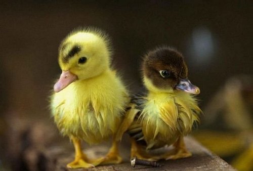 bendzhamenc131's profile picture. 