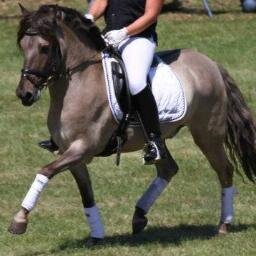 Um mehr über Sir Pegasus und die Dülmener Wildpferde zu erfahren besuchen Sie meine Webseite.