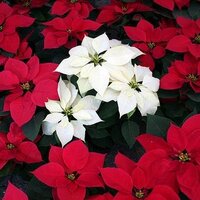 Colonia Noche Buena (@nochebuena2013) 's Twitter Profile