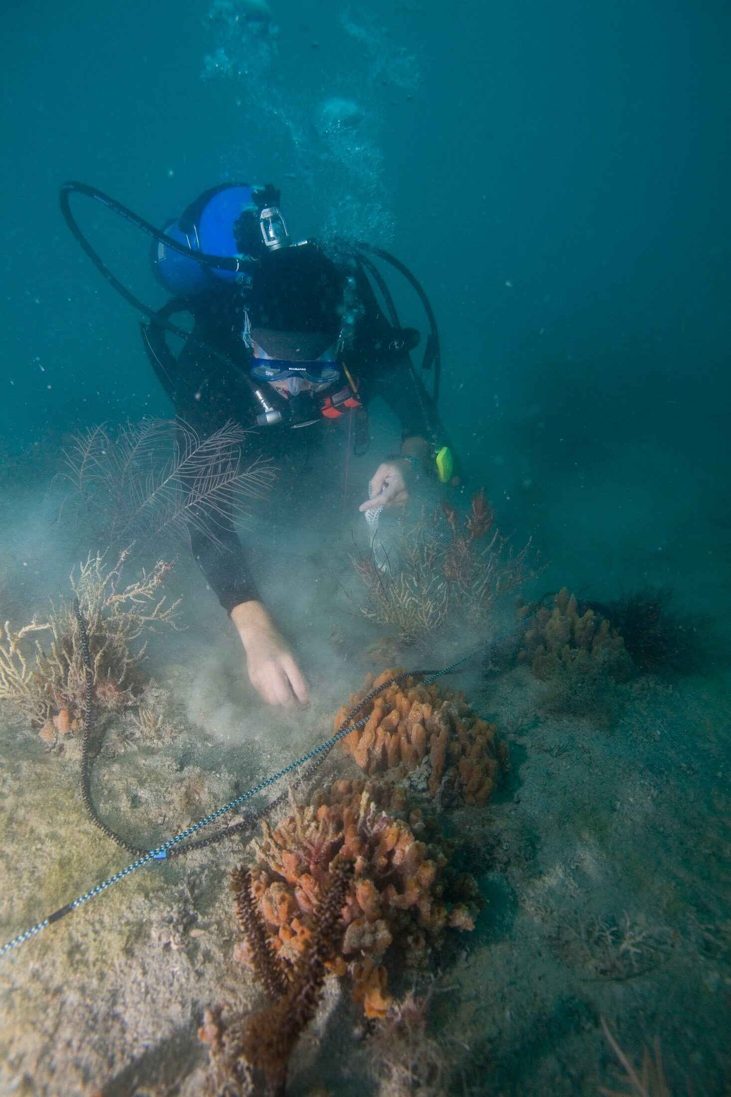 Estuarine ecologist, seaweed enthusiast, works on barrier islands in Florida; Dr. Milbrandt tweets for the SCCF Marine Laboratory but the views are his own.