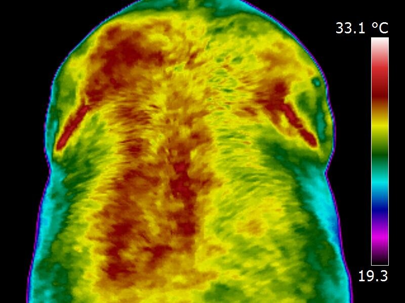 Total Horse Scan spoort blessures of aandoeningen op bij honden of paarden.