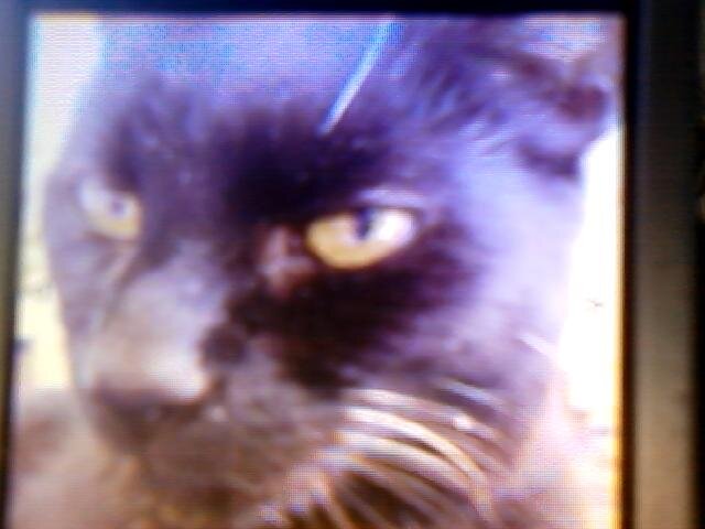 I am a black 17yr old cat with a white fleck on my chest  I am half Siamese..