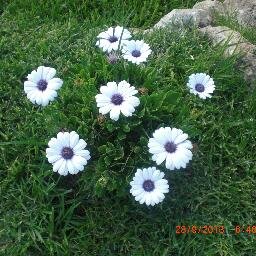 isynell's profile picture. 