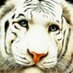 nora (@pieawacket) Twitter profile photo