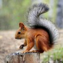 Тохан белка зверь (@03141998a1) Twitter