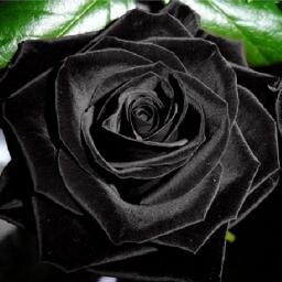 GabyMorrigan's profile picture. 