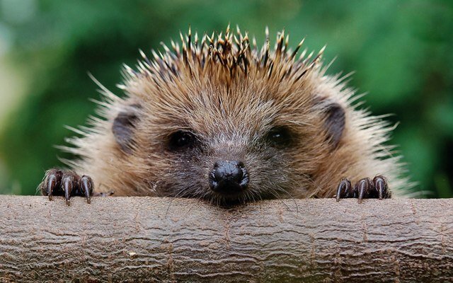 #WI member, passionate mother and grandmother. Keen crafter and loves nature, especially hedgehogs.