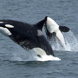 RawinBE's profile picture. Only knowing Webster's definitions, one has now accepted his limitations, perspective & thoughts. One views themselves thru the lens of Webster's eyes [book].