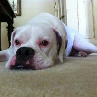 Matt Weigle (@waggstamu) 's Twitter Profile