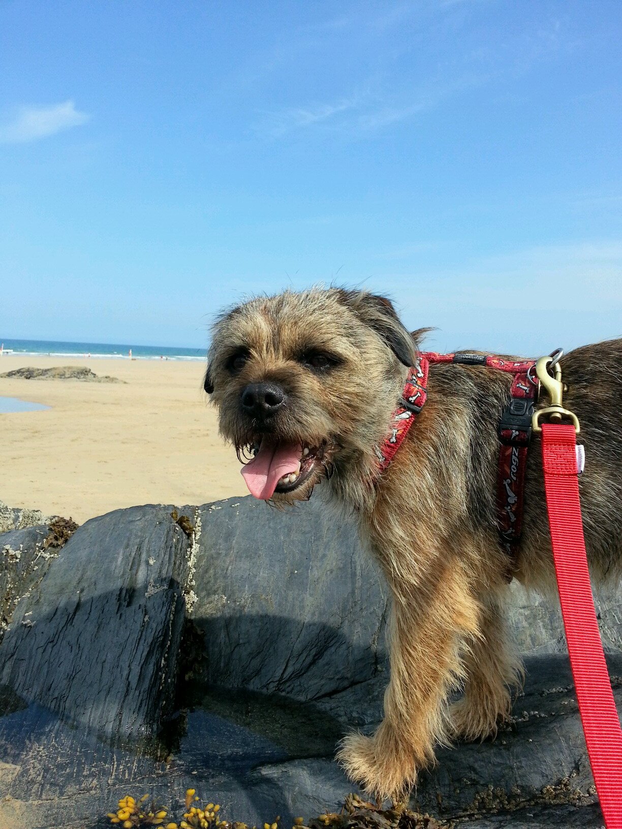 MarkLaw84784139's profile picture. The adventures of Riley through photos of his life