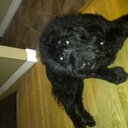 Tom Schultz - @tman291 - Twitter