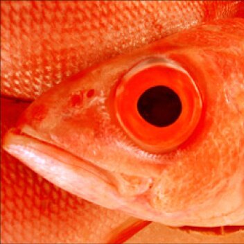 Hoaxfish Profile Picture