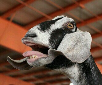 Well traveled old goat. Lived in OK, IL, FL, ID, CA, NOLA and now MS.