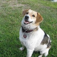 Erik Kuttis (@tlcdogfather) 's Twitter Profile
