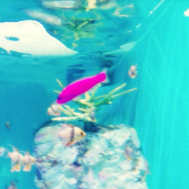 harpseal612's profile picture. ☆読書・映画・柴犬・(･∞･)・音楽・食べ物・動物☆