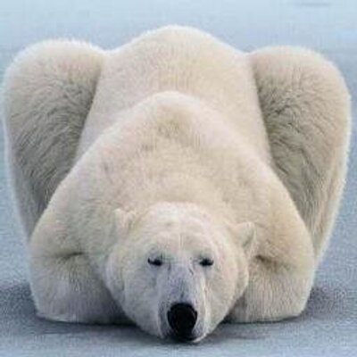 南極熊 Antarcticbeartw Twitter