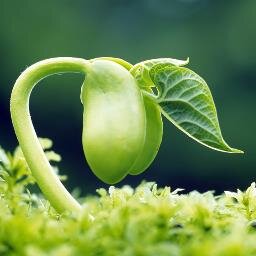 أحرُفٌ منظومةٌ بخيوطِ الأفكار ..( مستقبل كل أمة .. رهن مايستودعه أبناؤها في عقول أطفالهم ) .. ذات قَلَم ..