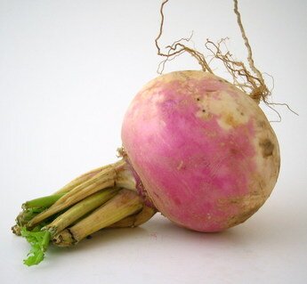 Le collectif Rutabaga travaille pour la mise sur pied d'un marché public dans le vieux-Limoilou.