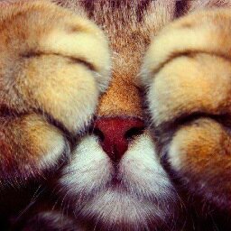 You've CAT to be KITTEN me right MEOW!?