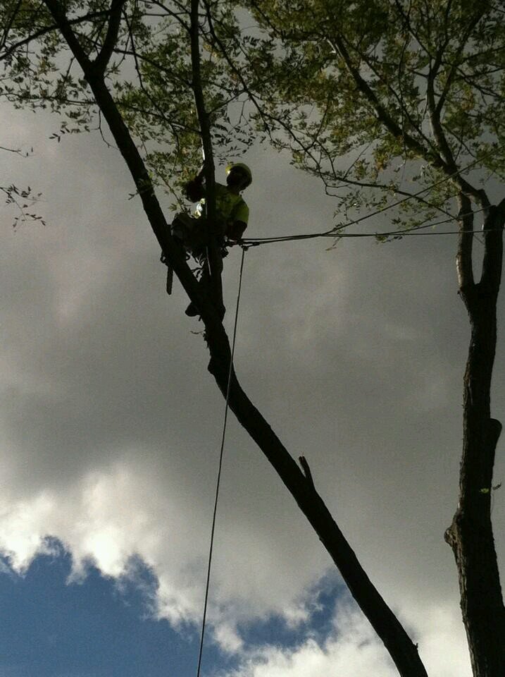 MattXtremeTree's profile picture. Xtreme Tree is a leading tree care provider in the greater Des Moines IA area.