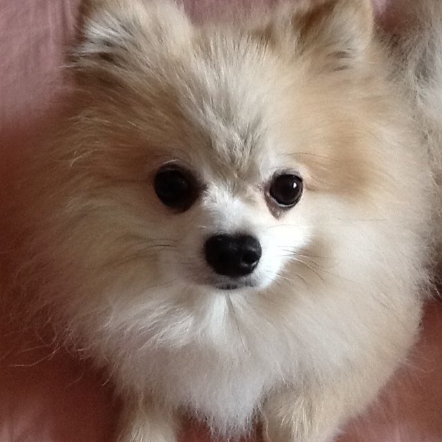 ポメラニアン♂🐾ハッピー 2007年1月30日〜2022年9月25日🌈🐾ピース2017年3月1日生とお出かけするのが大好きです♪ツイッター初心者🔰です。よろしくお願いします(*^_^*)江戸っ子ですが、京都が大好き💜京都検定1級合格目指しています💜