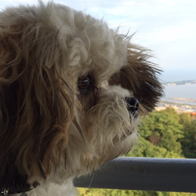 SirRalphington's profile picture. Born in the Northwoods. I'm a hard charger and serious as sin. #ralphed