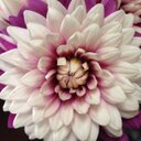 Danielle Kellogg - @chickadeedgk - Twitter