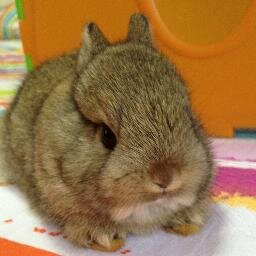 ChelviWong's profile picture. 