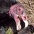 helpfulbuzzard's profile image