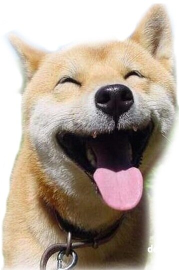 VDIGIT_'s profile picture. Тот ещё кодераст, матершиник, комментатор невсегдауместными комментариями ... временами бываю весьма адекватен