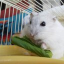 むらおか - @bee_pollen - Twitter