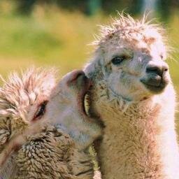 Suffering in an industry full of drama that needs a llama.