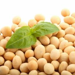 All news and info about soybean!

// #agriculture #farming #crops #commodities #marketnews #nutrition #fertilizers #farmer #foodsecurity #agronomy #corn