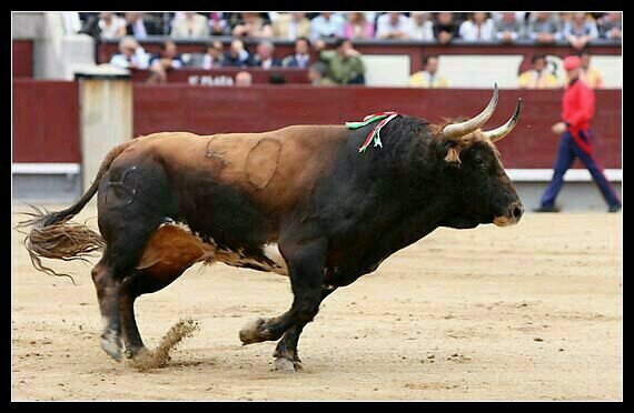 donde unos ven maltrato nosotros vemos arte #Encierros2014