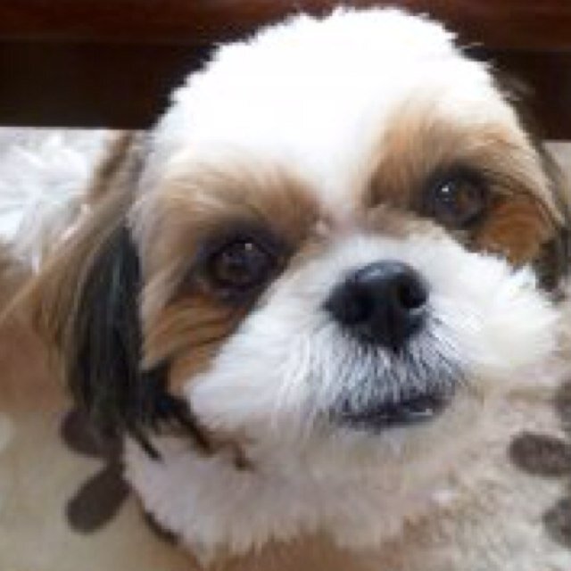 spms5gu9's profile picture. 野球、モーニング娘、etc 多趣味な埼玉県民(´･Д･)」 アイコンは愛犬の蘭です。