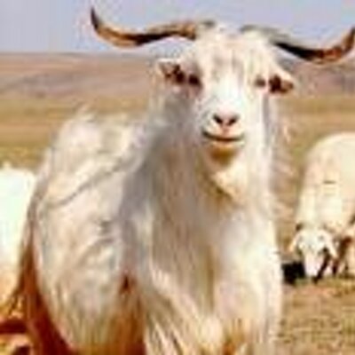 カシミアヤギ K Ashmere Twitter カシミアヤギ K Ashmere Twitter
