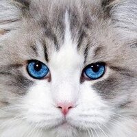 Swapnil (@ssmantri) 's Twitter Profile
