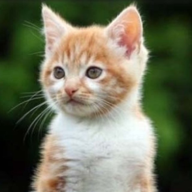 Meow