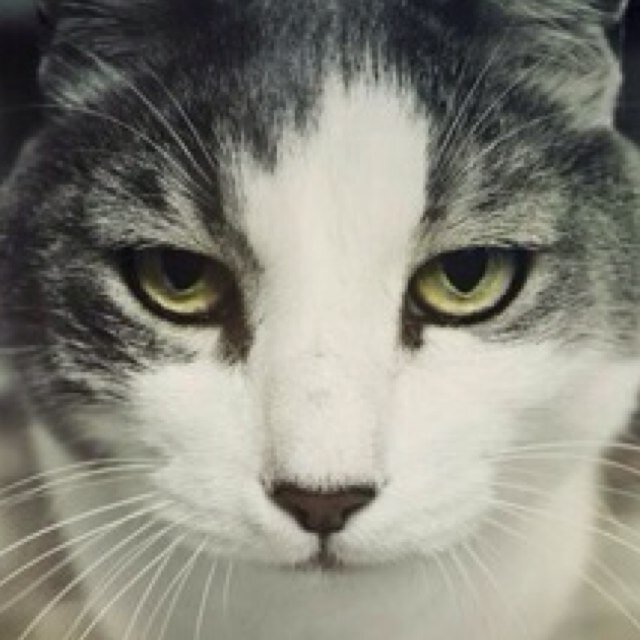 [ThaiRP from #TMI] Chairman Meow :: Fabulous cat of Brooklyn | ประธานเหมียว ไม่ใช่เหมา | สนทนาภาษาแมว | เล่นด้วยได้ไม่กัด