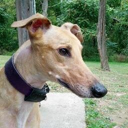 Executive VP of Knucklehead International.
Responsible for protecting the house from dangerous stuffed toys, unsecured trashcans and yard-invading squirrels.