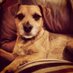 Spartacus BT JRT (@spartacusworld) Twitter profile photo