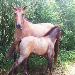 Vieques_forever's profile picture. Promoting Vieques, PR.  We quit our office jobs to pursue life on a tiny island.  Follow Shilan and Manijeh's everyday life in Vieques starting Nov 4th, 2013