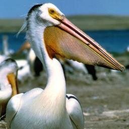 Lepelicanblanc's profile picture. musique / mangas / foot / gaming